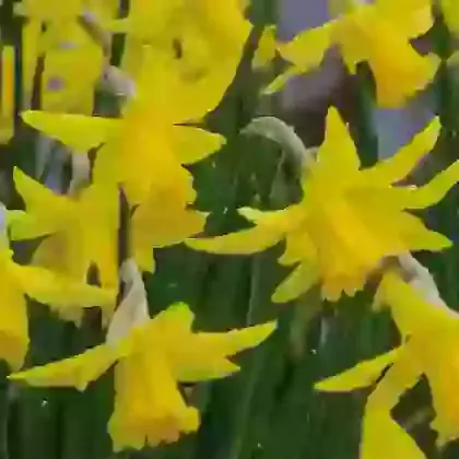 February Gold